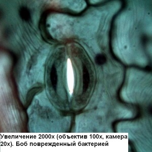 Мікроскоп Optika B-192 40x-1600x Bino (920461)
